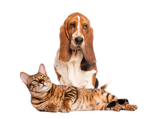 Wall Mural - Basset hound sitting with bengal cat lying down on white background