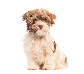 Wall Mural - Adorable fluffy puppy dog sitting and looking at camera