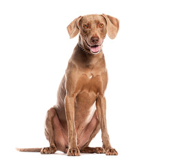 Wall Mural - Weimaraner dog sitting and panting on white background