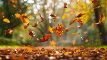 Poster - A beautiful autumn scene with leaves falling from the trees