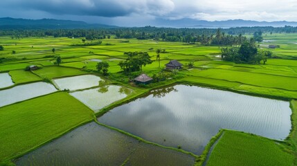 Poster - Aerial view of a lush green rice field during the rainy season, with water-filled paddies reflecting the sky. A small farmer's hut is visible in the distance.