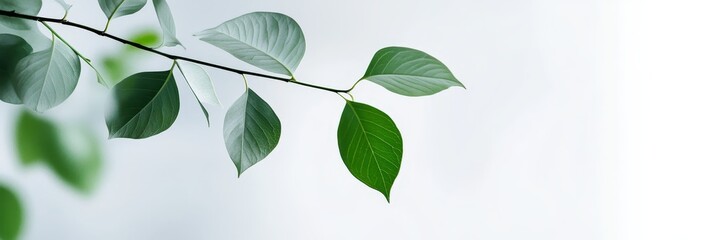 Canvas Print - This image showcases a delicate branch with green leaves against a pristine white backdrop, symbolizing growth, nature, simplicity, tranquility, and renewal.