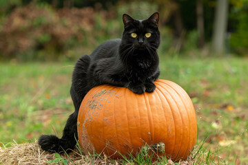 Wall Mural - a black cat sitting on top of a pumpkin