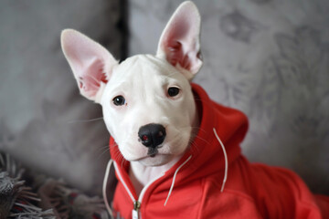 Wall Mural - a dog wearing a red hoodie sitting on a couch