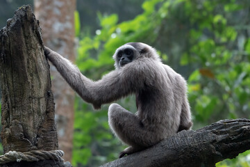 Wall Mural - Portrait of a langur in the thick leaves