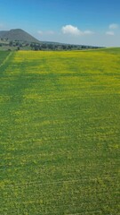 Wall Mural - Vertical video of yellow meadow with mountains in the background