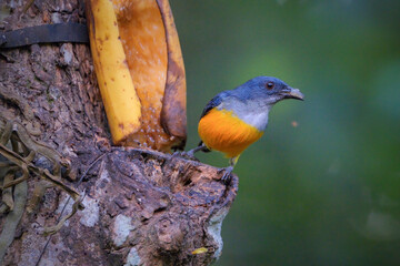 Wall Mural - Orange bellied flowerpecker on branch