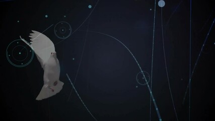Poster - White dove flying over digital network connections animation on dark background