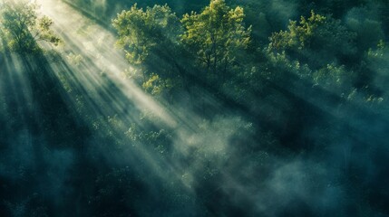 Poster - Sun rays filtering through dense morning fog in a forest