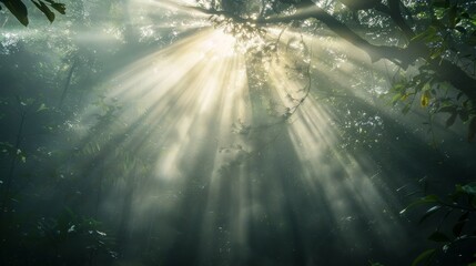 Poster - Sunbeams piercing through foggy rainforest canopy