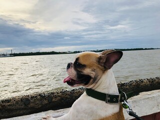 beautiful french bulldog, Cute female puppy, adorable, naughty, sunny days, sky, sunset, soft point of view, view beautiful, sea waves on the golden sand at beach.Sunset on tropical island.