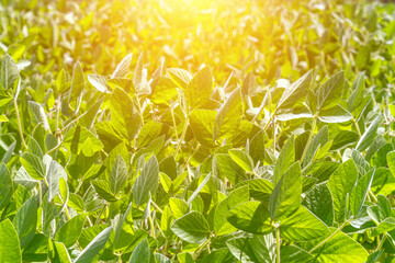 Wall Mural - Rural landscape - field the soybean (Glycine max) in the rays summer sun, closeup