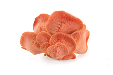 beautiful pink oyster mushroom on white background