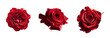 © cato_rium - Deep red roses PNG set isolated on transparent background. Clipart template for collages, cards and posters, spring style, romance, congratulations