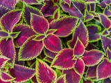 Fototapeta Koty - Multicolored leaves of Coleus also known as spurflower, flybush, hedgehog flower and hullwort. Full frame of colorful plants.