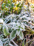 Fototapeta Koty - Morning hoarfrost on green leaves of nettle. First frost at fall season. Late autumn in forest.