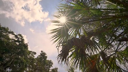 Wall Mural - Sun bursting through palmetto tree