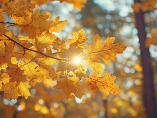 Poster - Golden Autumn Leaves Bathed in Sunlight.