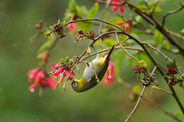 Wall Mural - sri lanka white-eye zosterops ceylonensis small passerine bird endemic to sri lanka, resident breede
