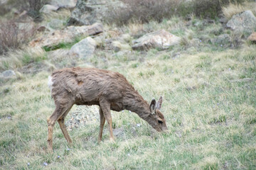 deer on a hill colorado