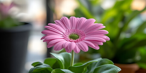 Wall Mural - A vibrant pink gerbera daisy blooms beautifully in a sunlit indoor garden filled with lush green plants