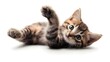 © TheseusAiStock - A playful kitten with its paws up, captured on a white background. The kitten is shown in an endearing pose, emphasizing its playful and curious nature.