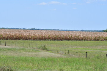 Wall Mural - Corn Plants in a Farm Field