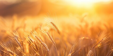 Sticker - Golden wheat field at sunset with shallow depth of field