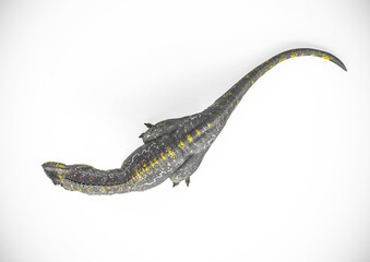 Wall Mural - giganotosaurus is lying down and resting on white background top view