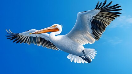 Wall Mural - Dalmatian Pelican Bird Flying Under Blue Sky, Realistic Photo, Wallpaper, Cover and Screen for Smartphone, Cell Phone, PC, Laptop, 9:16 and 16:9 Format