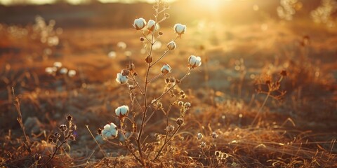 Poster - Blooming cotton plant in dry soil