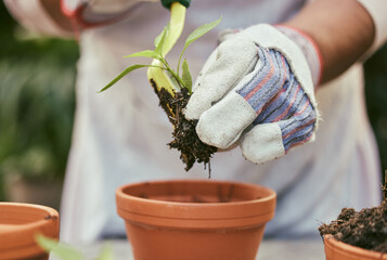 Hand, plant and pot outdoor for gardening, growth and soil maintenance for agriculture in spring. Glove, closeup and person with green leaf with dirt in nature for sustainability, botany and hobby