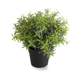 Wall Mural - Artificial plant on white background