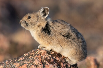 American Pika