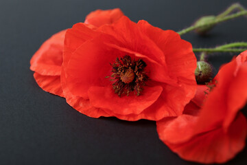 Beautiful poppy flowers on dark background, closeup. Remembrance Day