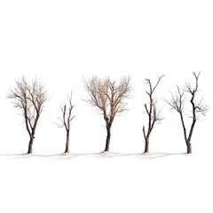 dry trees isolated on a white background, png transparent