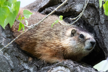 yellow-bellied marmot in tree