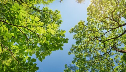 Wall Mural - natural green leaves and branches on background of blue sky tree crown of trees from below upwards