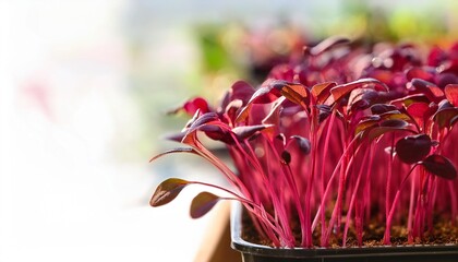 Wall Mural - red amaranth vegetables growing in a pot microgreen gardening macro closeup