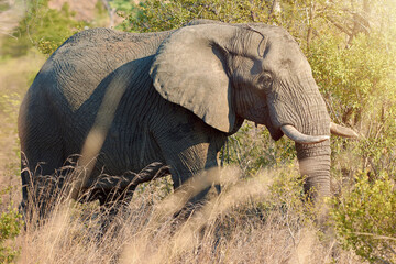 Elephant, eco safari and African animal in field in Kenya at wildlife, sustainable and park outdoor. Nature, bush and game conservation area with wild creature in remote terrain for protection