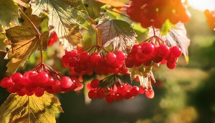 Wall Mural - red viburnum bushes with large clusters of berries on a sunny autumn day