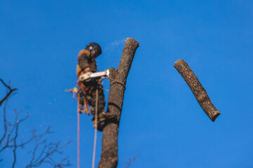 Canvas Print - Arborist tree surgeon cutting and trimming tree branches with chainsaw, lumberjack woodcutter in uniform climbing and working on heights, process of tree trunk pruning and sawing on top in sunny day