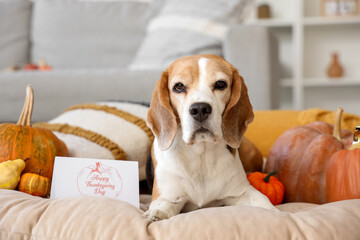 Sticker - Cute Beagle dog with pumpkins at home on Thanksgiving Day, closeup