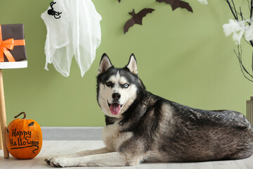 Sticker - Cute husky dog with Halloween decorations lying on pet bed near green wall