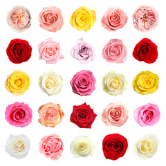 Wall Mural - Many beautiful roses isolated on white, set