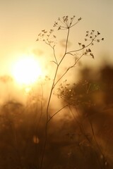 Wall Mural - Beautiful view of plants at sunrise in morning, closeup