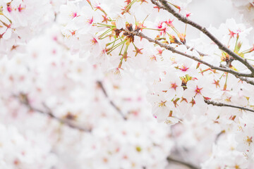 Springtime close up of white cherry blossoms