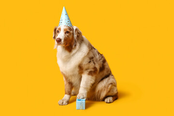 Canvas Print - Cute Australian Shepherd dog in party hat with gift box on yellow background