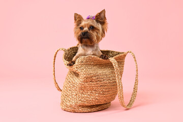 Poster - Cute Yorkshire Terrier dog in wicker bag on pink background