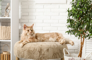 Canvas Print - Cute Maine Coon cat lying on soft ottoman at home